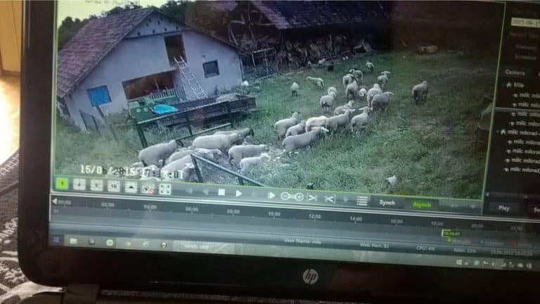 „Sajber pastir“ Milorad živi u Austriji, a u selu Dobrnje uzgaja posebnu vrstu ovaca