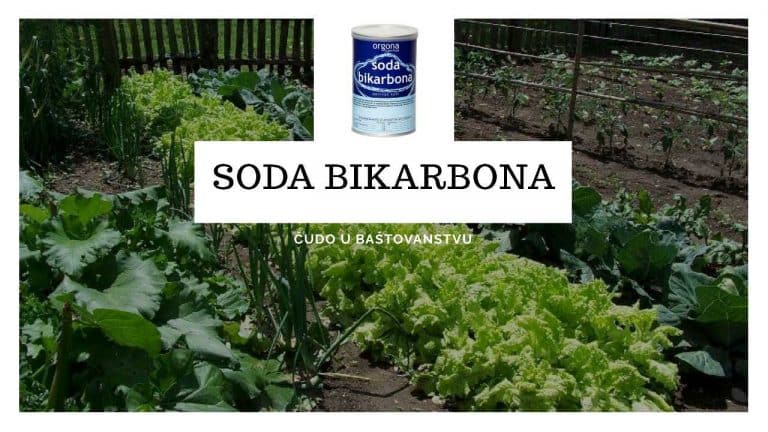 SODA BIKARBONA pravo čudo u baštovanstvu – u stanju je da NAHRANI biljke, a ODBIJE štetočine