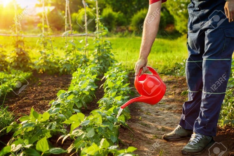 Tri stvari koje biste mogli napraviti vašem dvorištu za spas planete