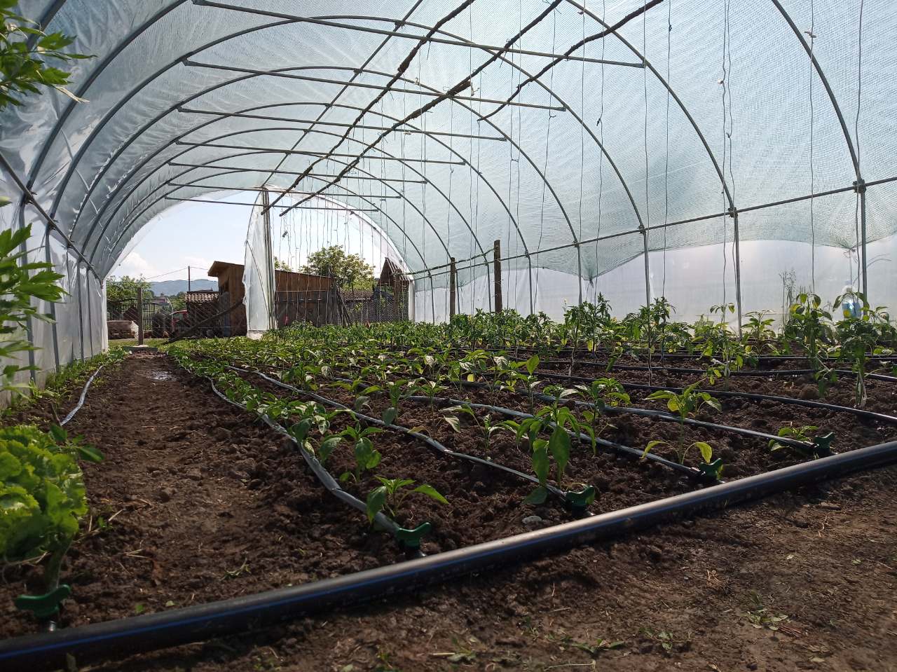 Prihrana paradajza i paprike kroz sistem kap kap | Agrosavjet