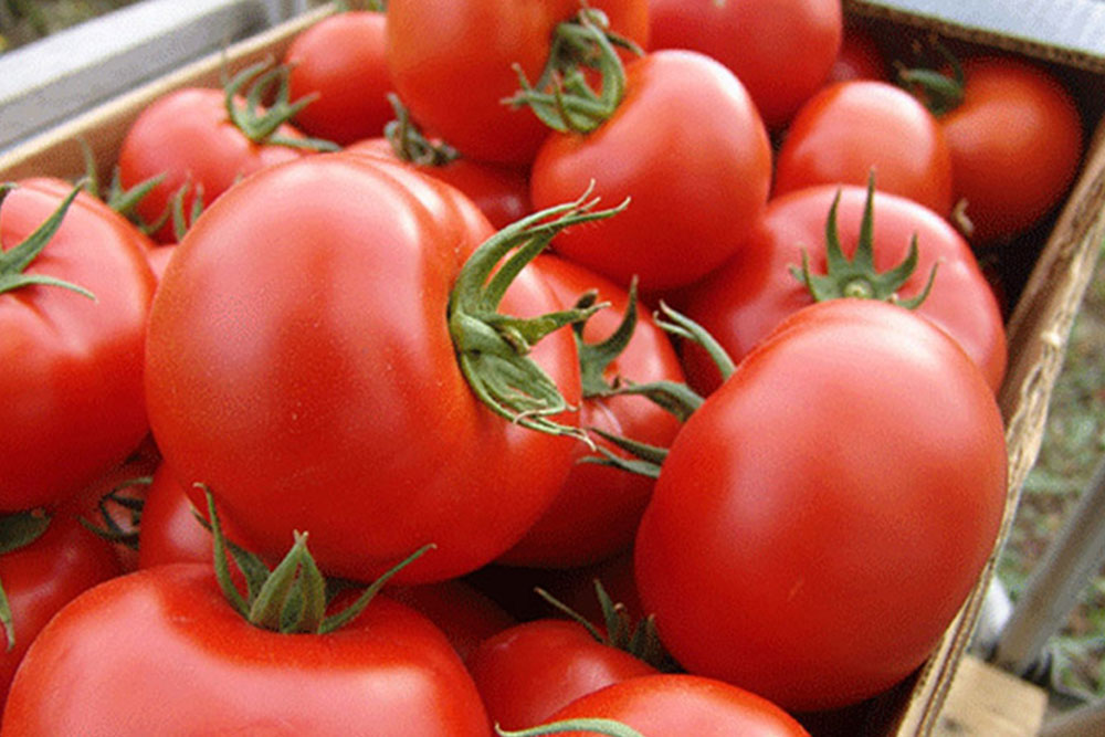 Rana proizvodnja paradajza