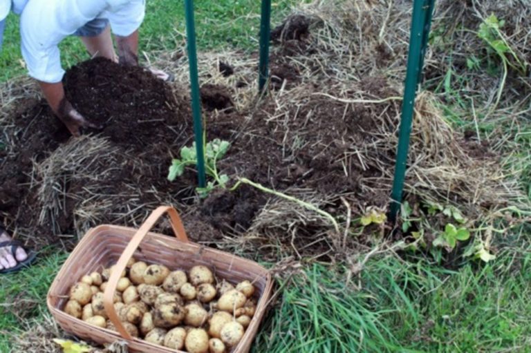NAPRAVIO JE GNIJEZDO OD SLAME I STAVIO KROMPIR U SREDINU: Nekoliko nedjelja kasnije? Bez komentara…