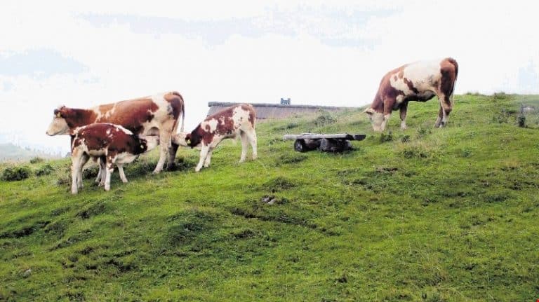 Objavljen poziv za razvoj ruralne poljoprivrede u Istočnoj i Zapadnoj Hercegovini