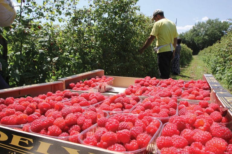 Počela berba maline – Za kilogram očekuju najmanje 4 KM