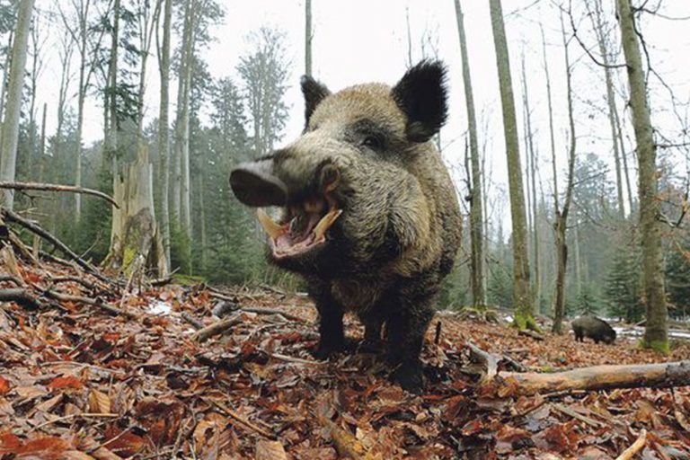 Ministarstvo odobirilo: Dozvoljen pokolj divljih svinja zbog afričke kuge