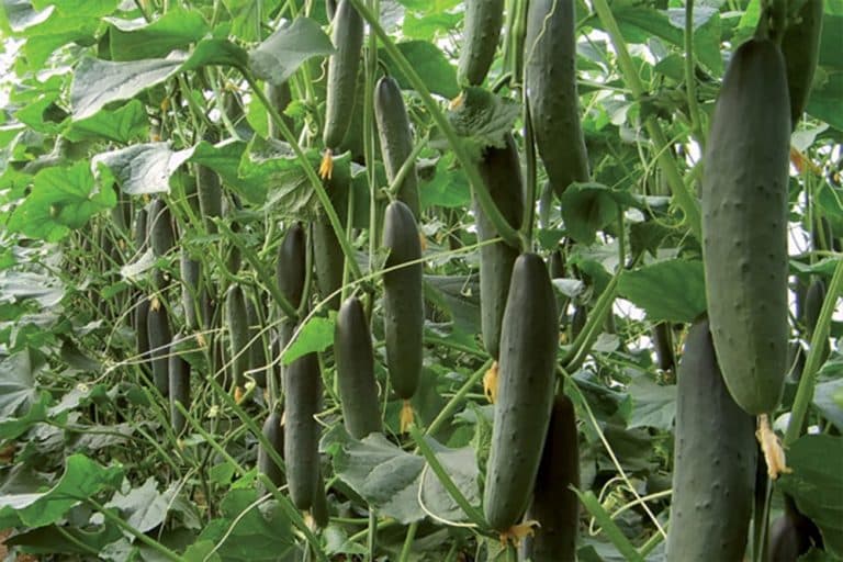 Savjeti za uspješnu kasnu proizvodnju krastavaca u plasteniku