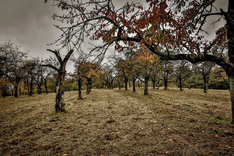 Od starih voćki ponovo mlade? Moguće je to uraditi, ali samo oprezno