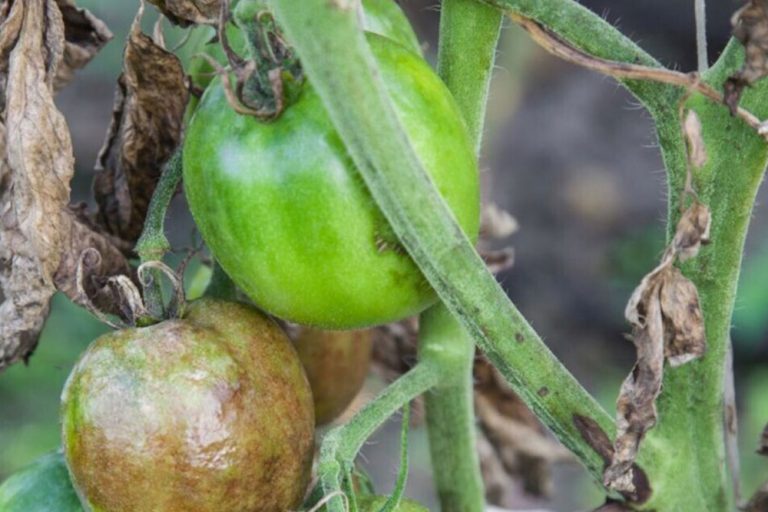 Protiv zelenog uvenuća paradajza, borite se direktno na parceli