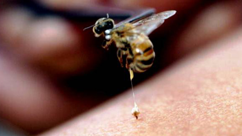 pčelinji ubode za liječenje osteoartritisa noćni bol zglobova