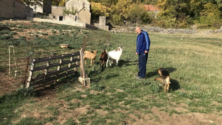 Vukovi vrebaju, pokolj koza – Od 30 nestalih, Jozi Biliću Pižiću vratile se tek tri koze i jarac