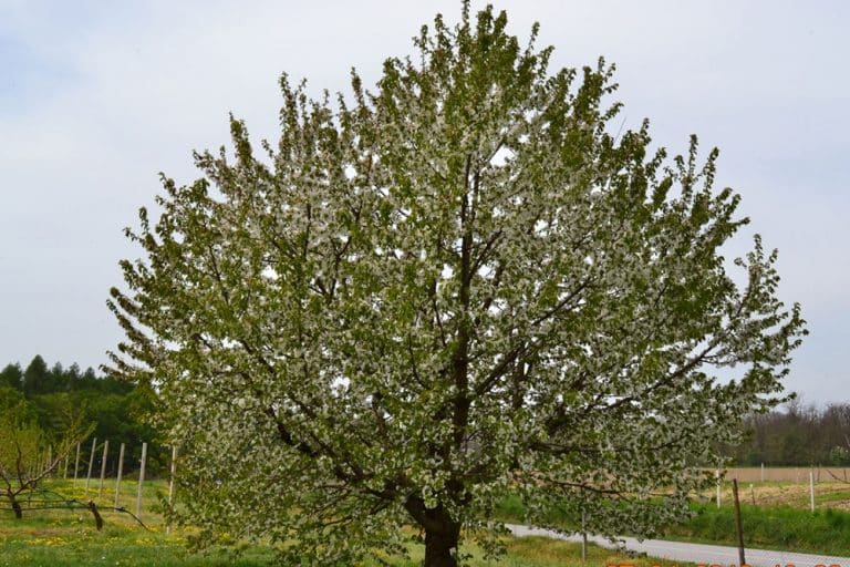 Rezidba trešnje