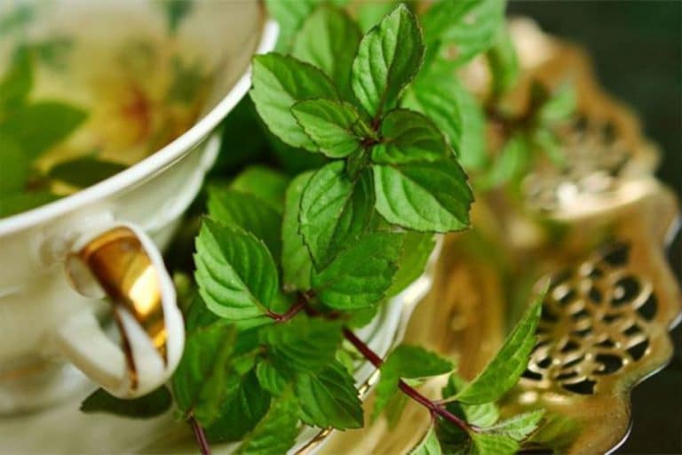 Napravite sami sprej protiv virusa i prehlada – Svakog dana ga koristite i napravite štit oko svog organizma /RECEPT/