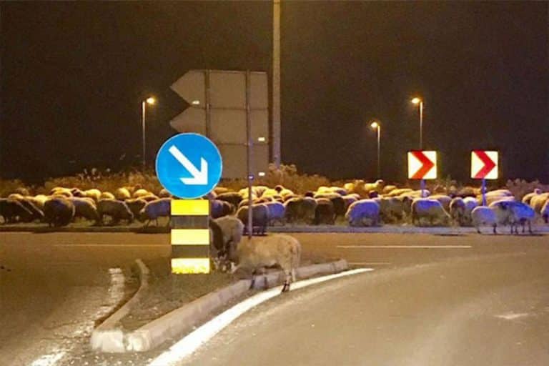 Ovce „okupirale“ kružni tok