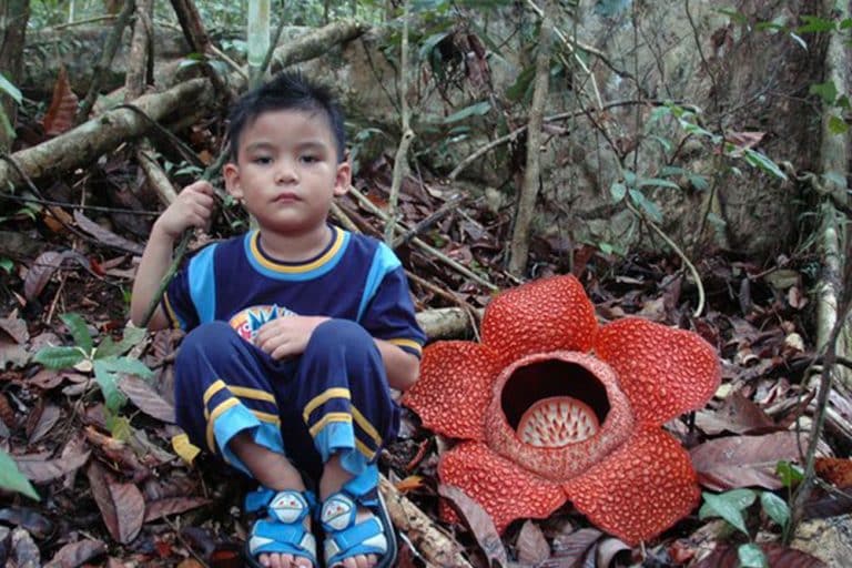 „Cvijet čudovište“ pronađen u divljini Indonezije: Nadimak koji su mu nadenuli odlično ga opisuje