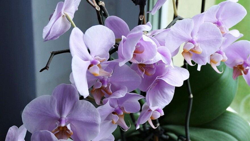 orhideja