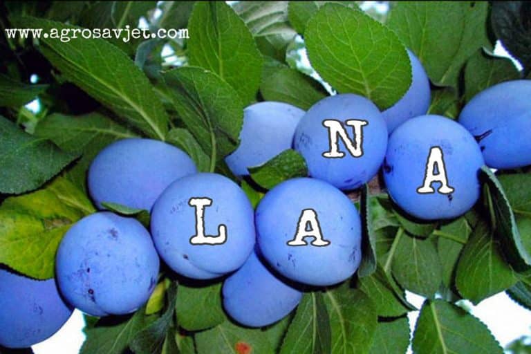 LANA – Nova sorta šljive iz Čačka