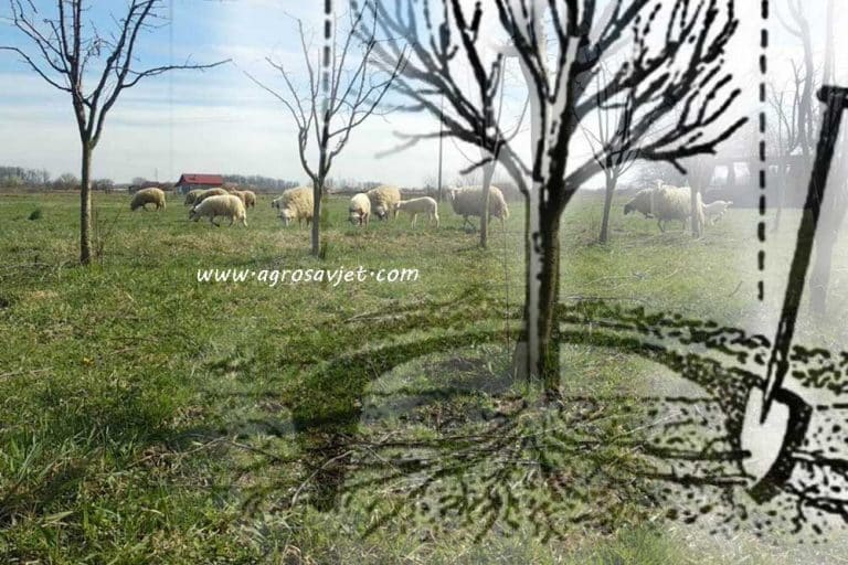 Rezidba korijena nerodne voćke