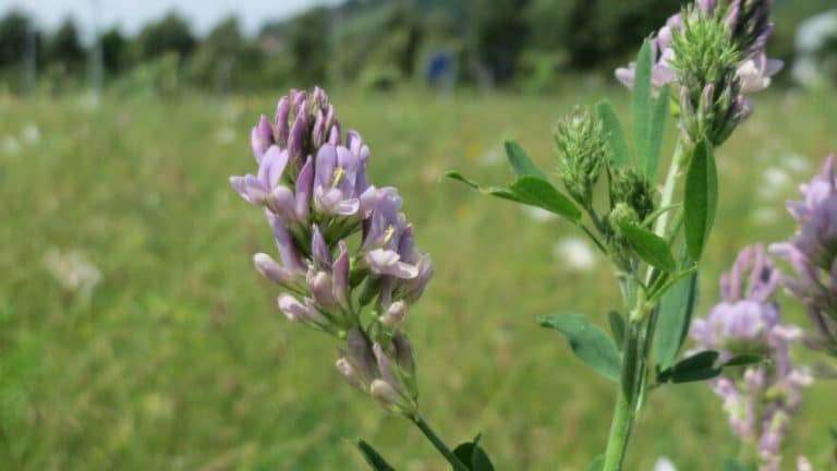 Lucerka – Malo poznata ljekovita svojstva koja pruža ova biljka