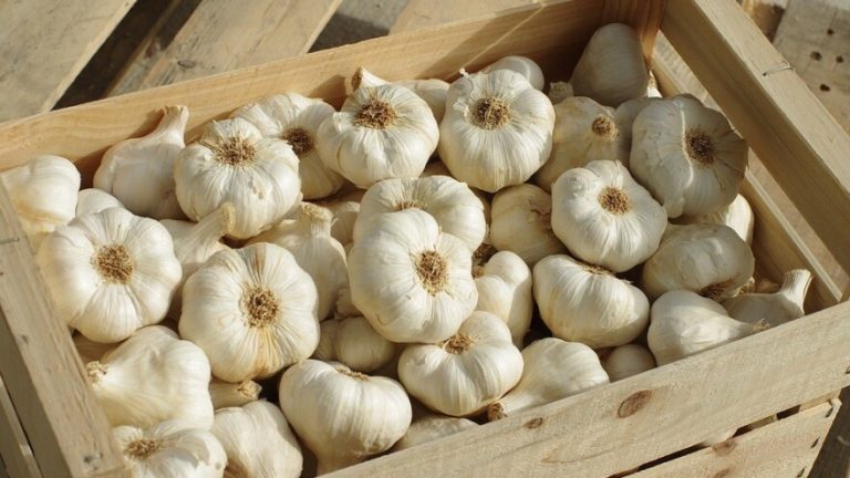 Stručnjaci otkrili koliko dugo bijeli luk može trajati