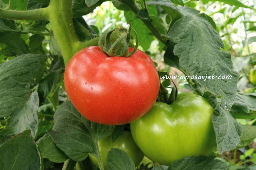 Rana proizvodnja paradajza