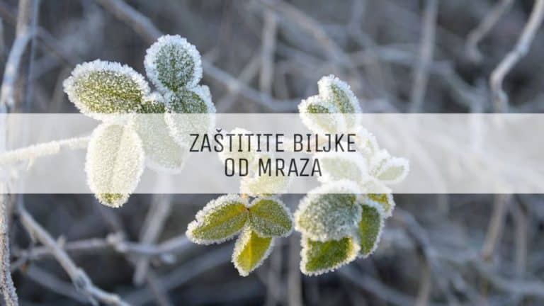 Upozorenje: Od ponedjeljka moguć snijeg i mraz – naučite da zaštitite vaše biljke