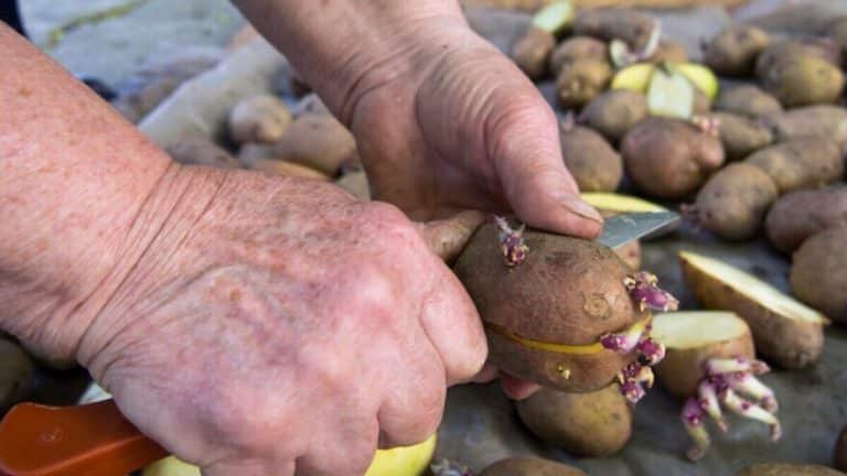Uputstva za rezanje krompira prije sadnje