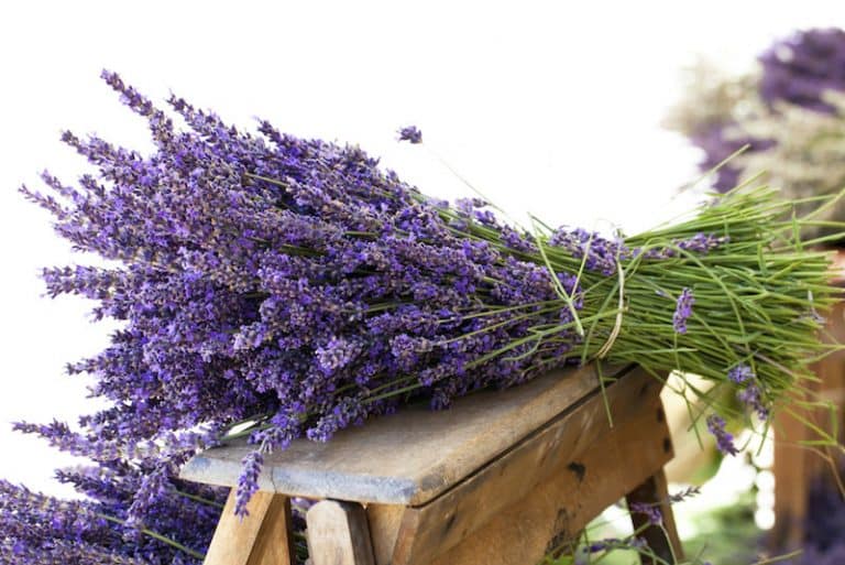 Lavanda: Kako da uzgajate lavandu u saksiji