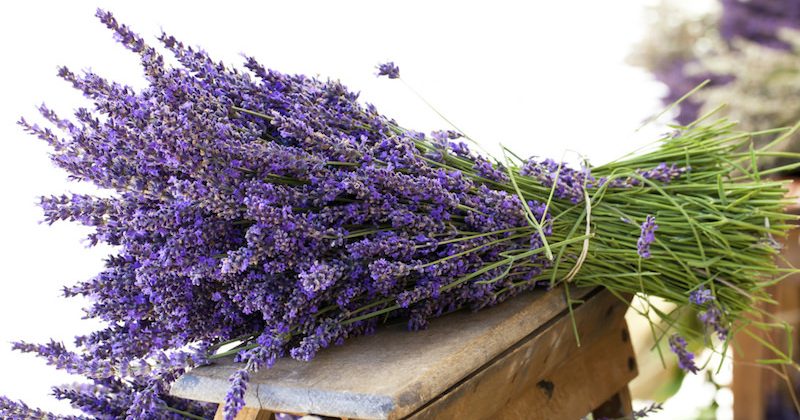 LAVANDA