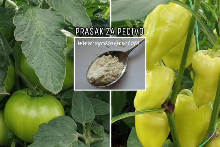 evo-kako-koristiti-pra-ak-za-pecivo-u-vrtu-agrosavjet