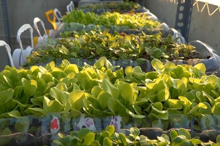 Uzgojite zelenu salatu i spanać na terasi: Za dva mjeseca imaćete svjež, domaći proizvod