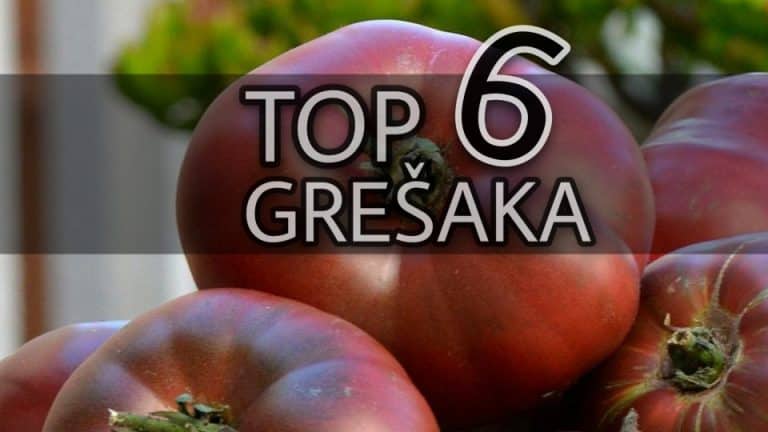 Šest grešaka zbog kojih je prinos PARADAJZA loš!