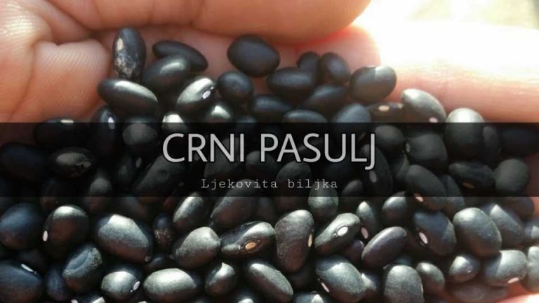 Crni pasulj – Njegov značaj i upotreba