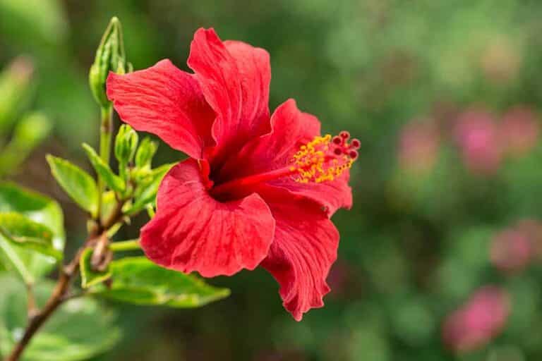 HIBISKUS je biljka raskošnog i dugotrajnog cvjetanja – Savjeti za njegu