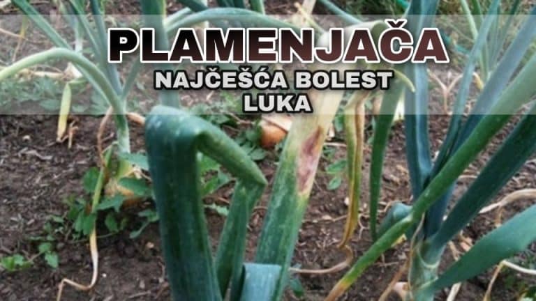 Plamenjača luka – simptomi i zaštita
