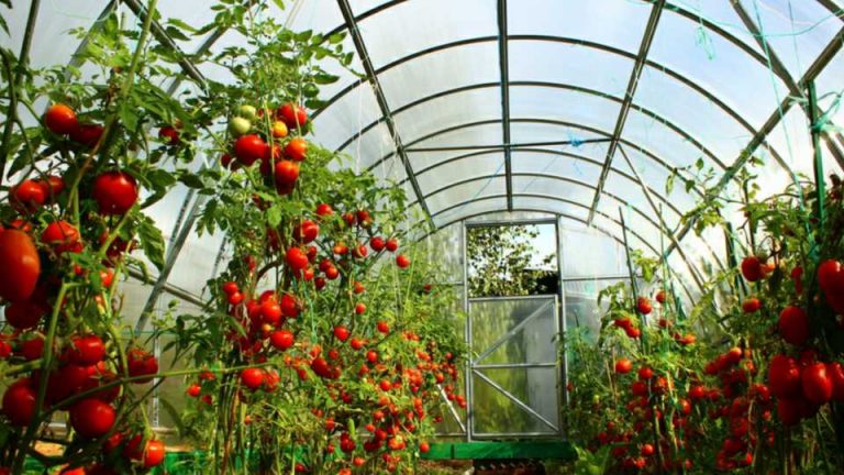 Proizvodnja paradajza u plasteniku
