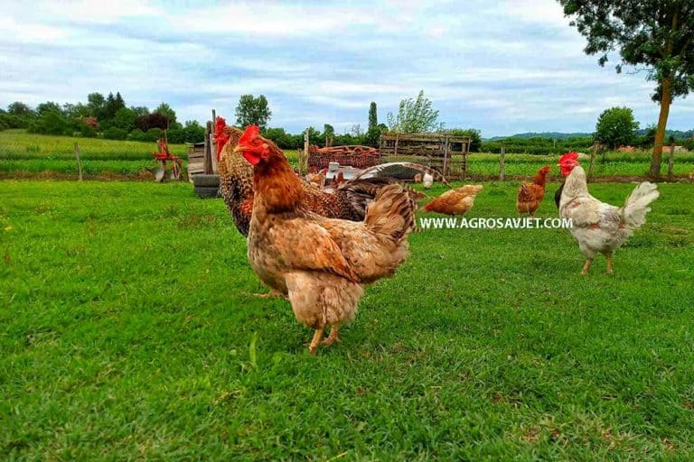 3 načina da sačuvate travu iako imate koke u dvorištu