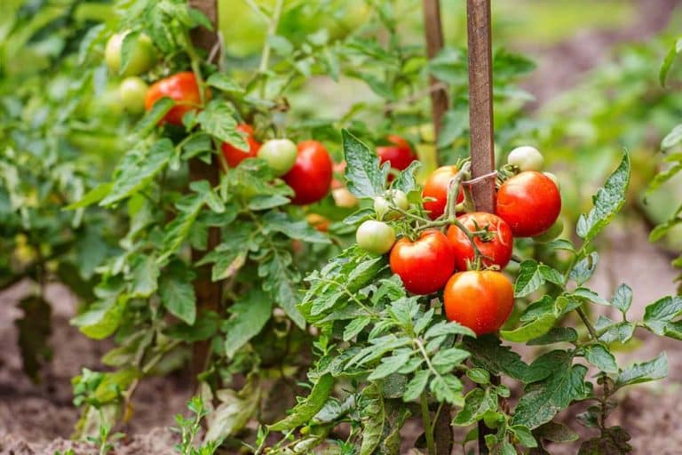 Optimalne temperature za rast i razviće paradajza