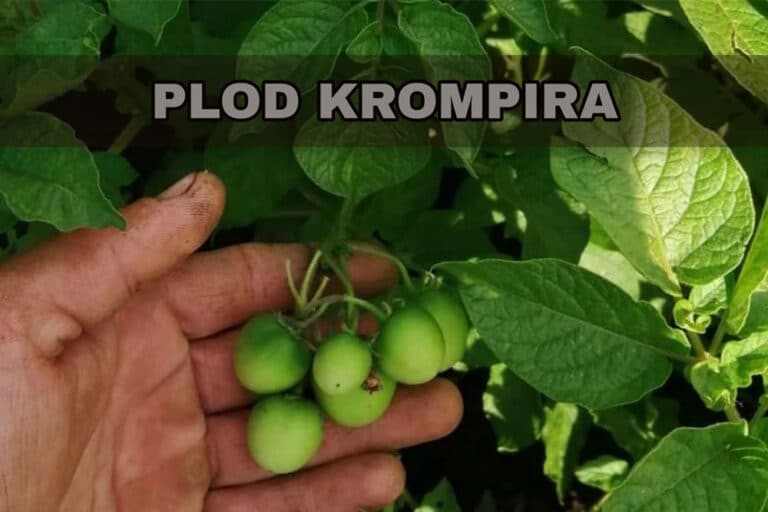 Plod KROMPIRA – bobica slična paradajzu!