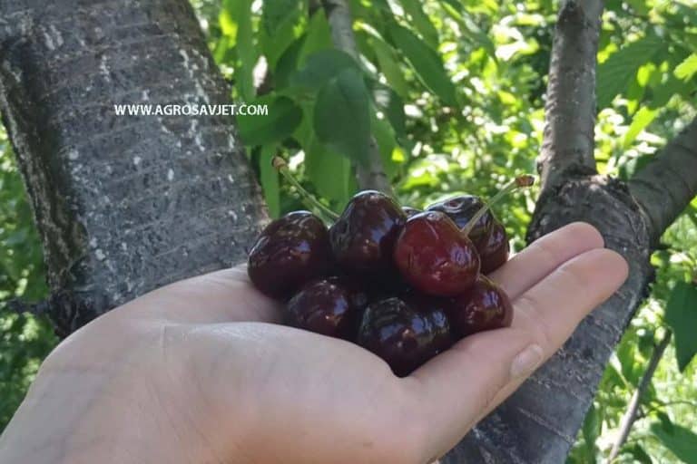 Sorte trešnje koje dospijevaju najranije