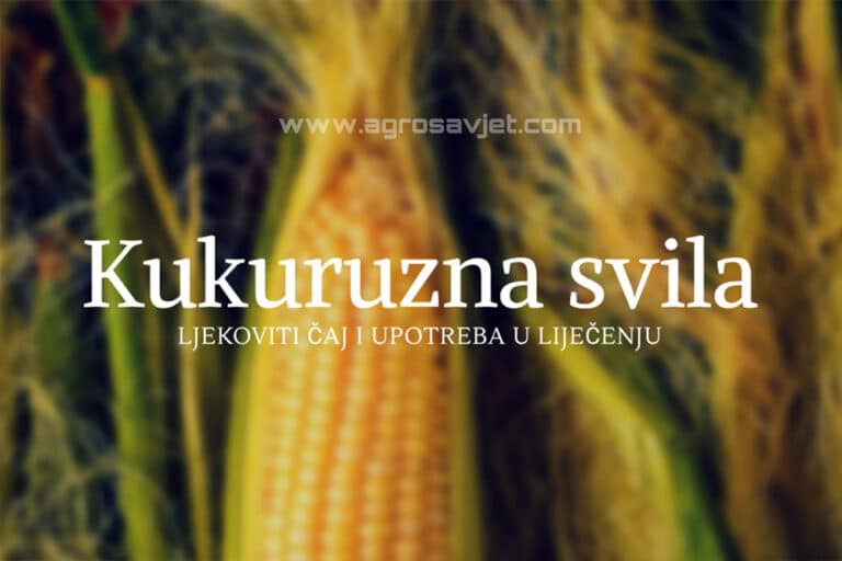 Kukuruzna svila: Ljekoviti čaj i upotreba u liječenju