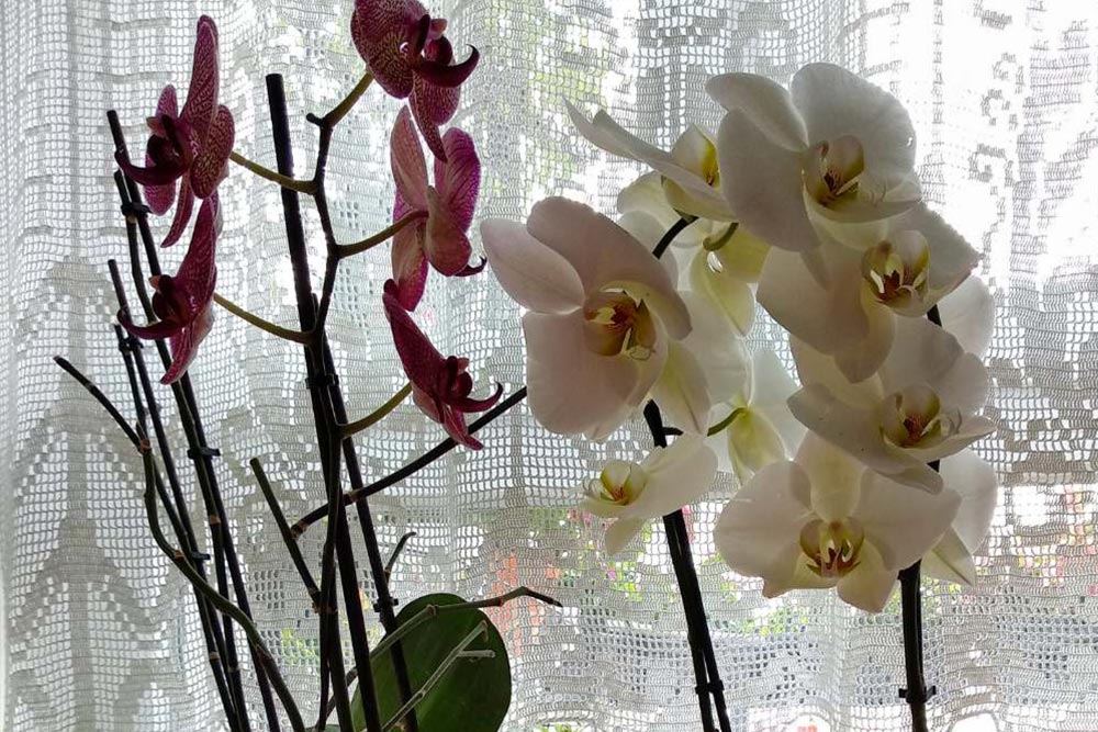 prihrana za orhideje