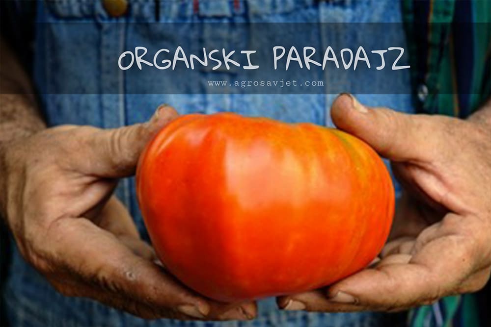 donaći paradajz