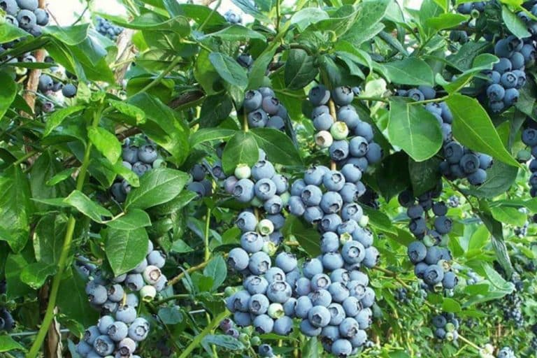 U toku je berba borovnice – Po hektaru i oko 10.000 KM zarade