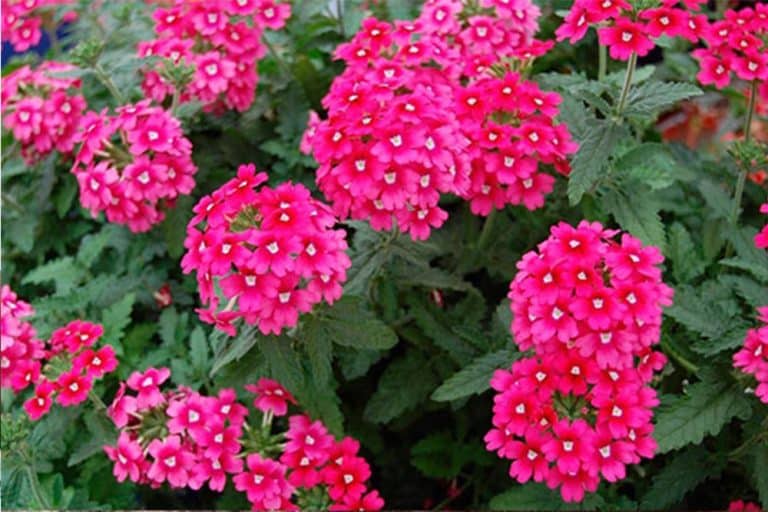 Verbena: Kako da je posadite i njegujete