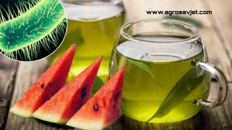 Ešerihija koli – Urinarna infekcija nestaje za 10 dana /RECEPT/