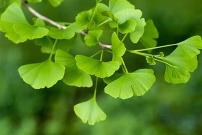 Ginko biloba