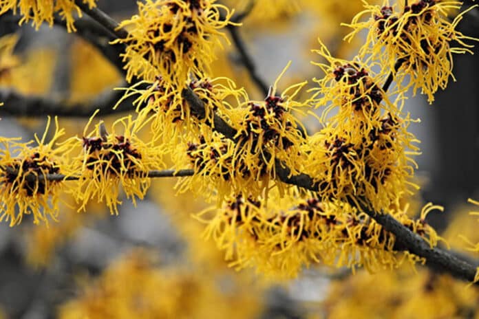 Hamamelis