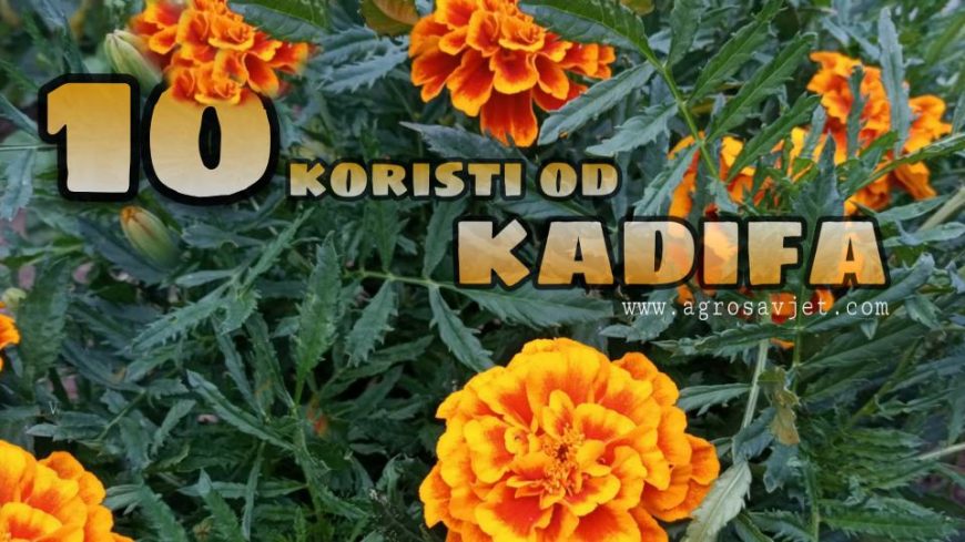 Kadifa Kao Salata I Kao Organsko đubrivo - Pogledajte 10 Razloga Zašto ...