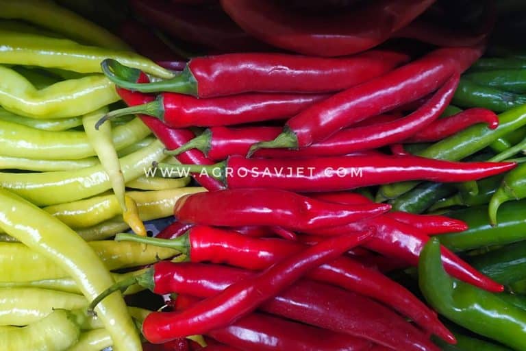 Evo zašto je paprika ljuta