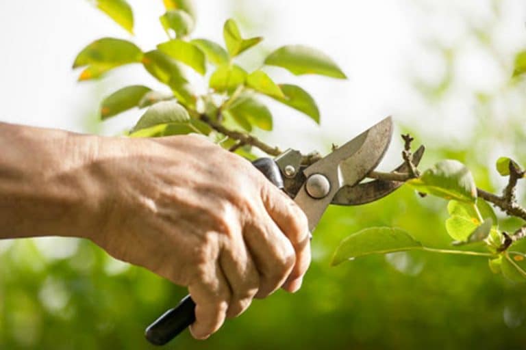 Ljetna rezidba voćaka – Obavezna agrotehnička mjera